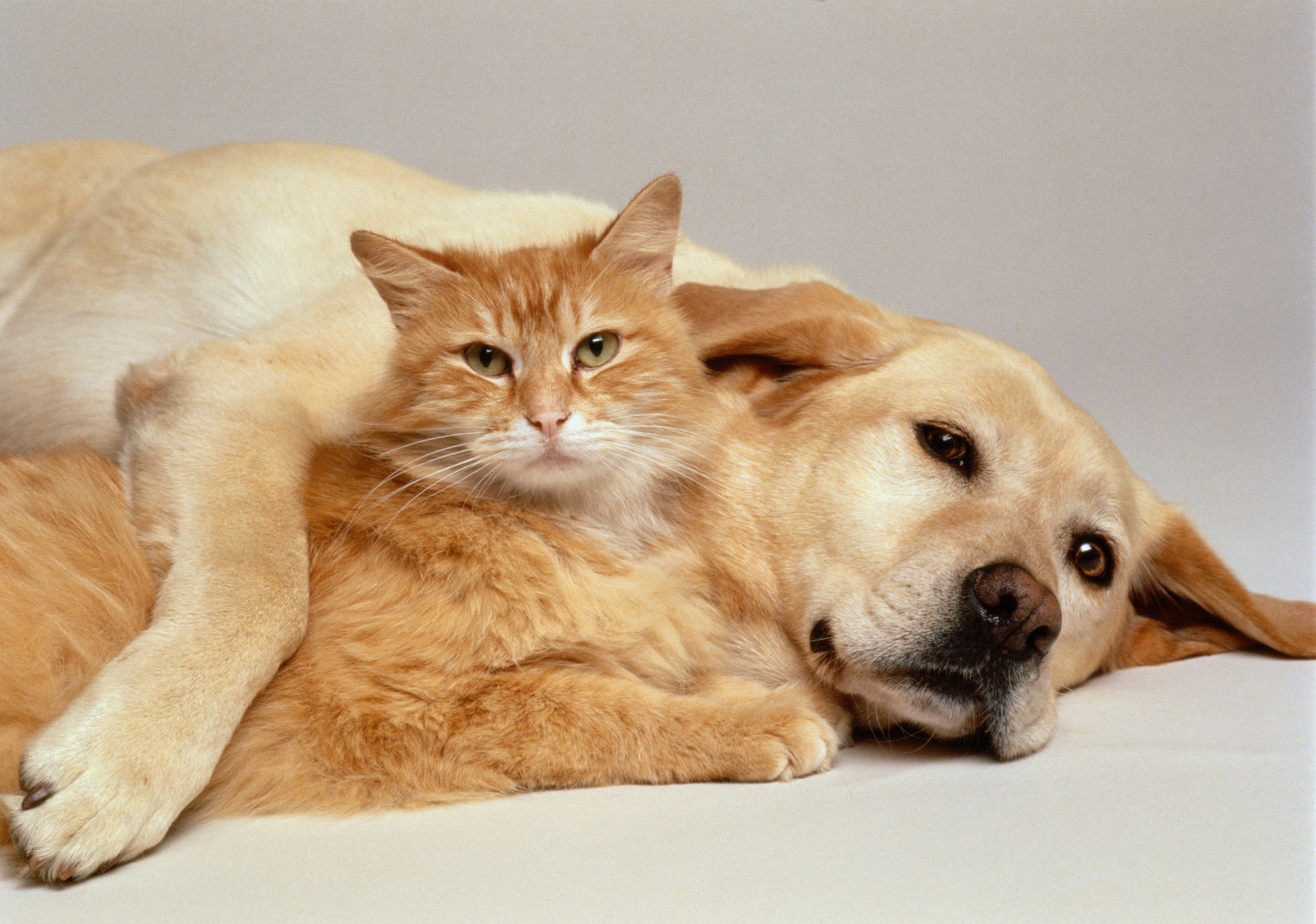 Ce chiot vole un dentier et cu0027est hilarant!  HuffPost null