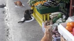 필리핀에서 '사회적 거리두기'를 실천 중인 고양이들이 포착됐다