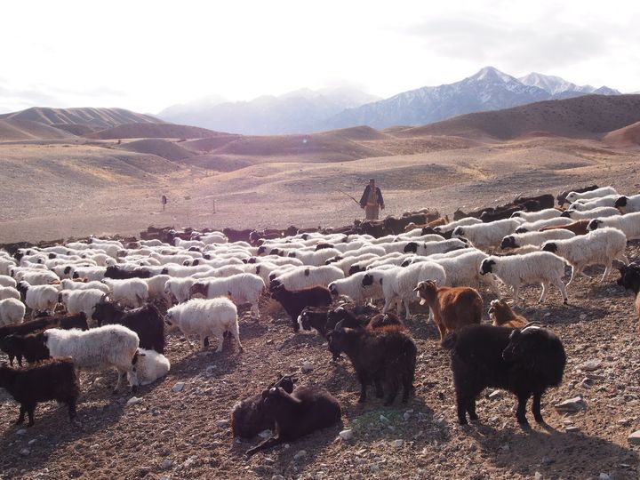 （「家畜と遊牧民」モンゴルにて）