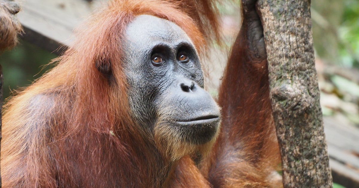 絶滅危惧種から考えるsdgs サステナブルな地球環境のためにできる3つのこと ハフポスト 絶滅危惧種から考えるsdgs サステナブルな地球環境のためにできる3つのこと ハフポスト