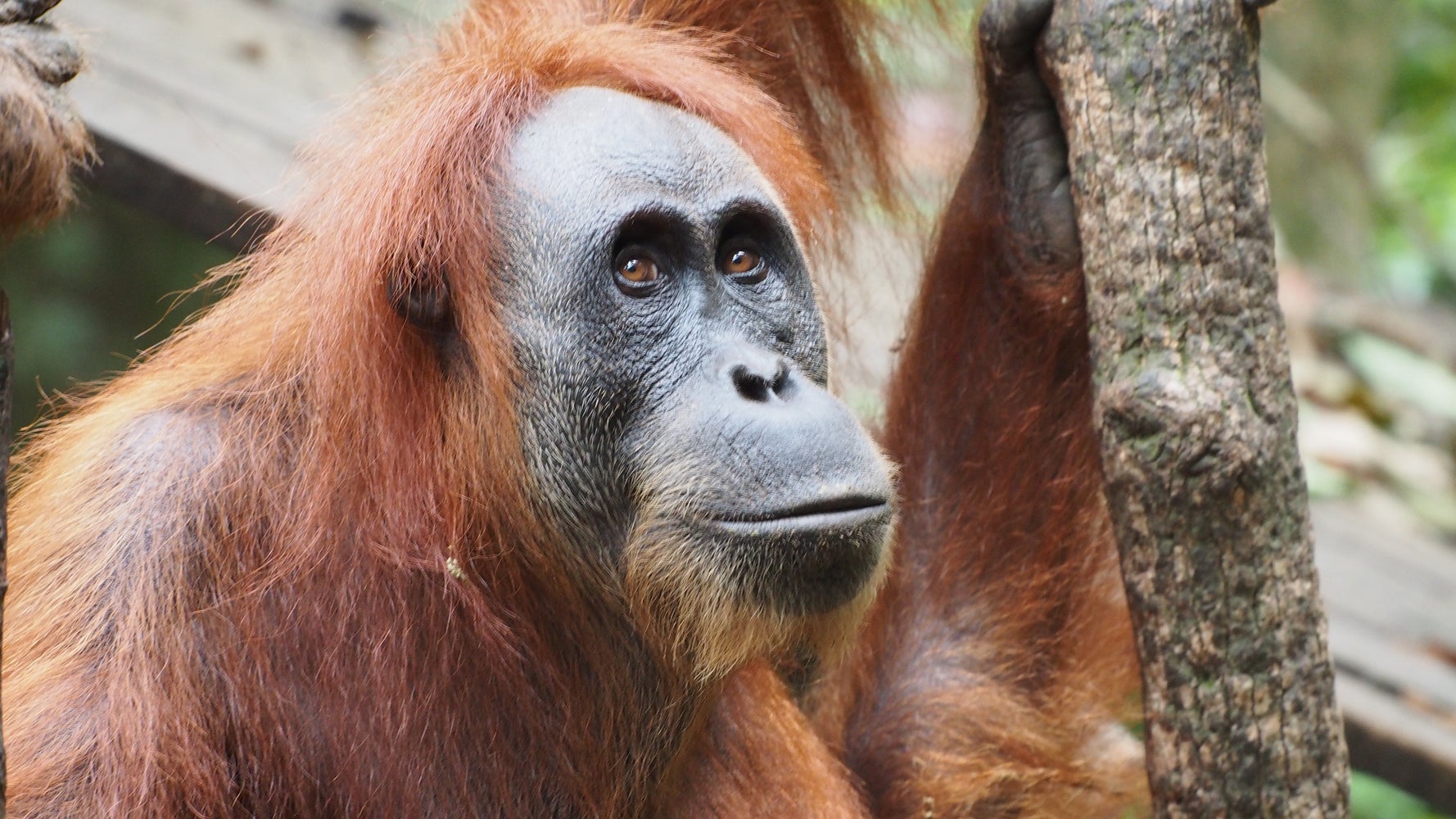 絶滅危惧種から考えるsdgs サステナブルな地球環境のためにできる3つのこと ハフポスト 絶滅危惧種から考えるsdgs サステナブルな地球環境のためにできる3つのこと ハフポスト