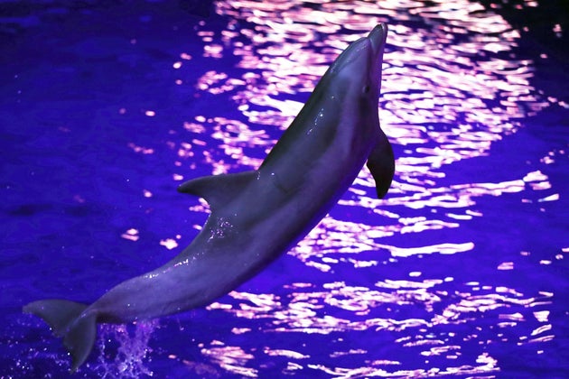 A Marineland Un Dauphin Ne Dans Le Parc Donne Naissance A Son Tour Le Huffpost