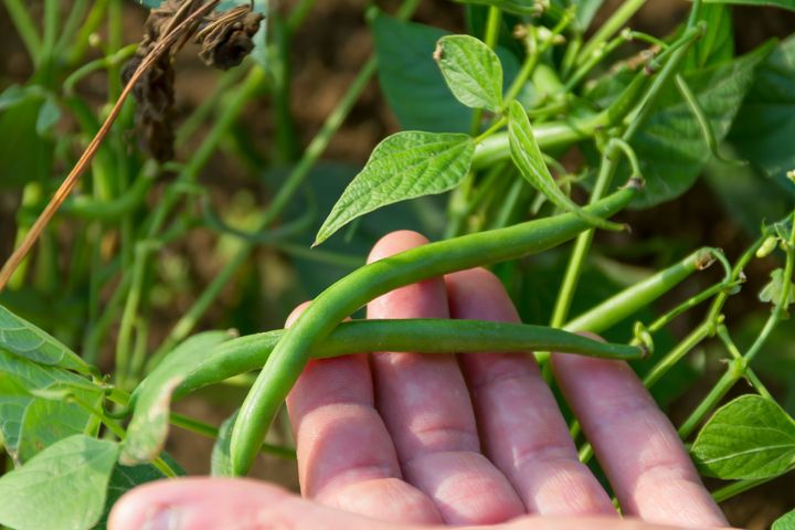 Snap beans, also called green beans or string beans, are fast growers in the summer. 