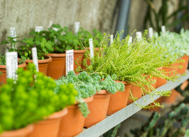 Garden centres are now reopening fully in provinces like Ontario.