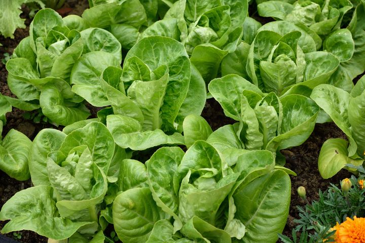 Little Gem is a fast-growing romaine lettuce.