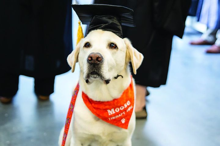 Moose, looking very distinguished in a graduation cap.