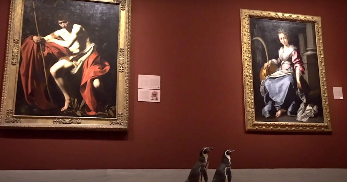 Пингвины гуляют в музее. Праздник искусств в Нельсоне. Visit to an Art Museum видео. Penguins take field trip to Museum.