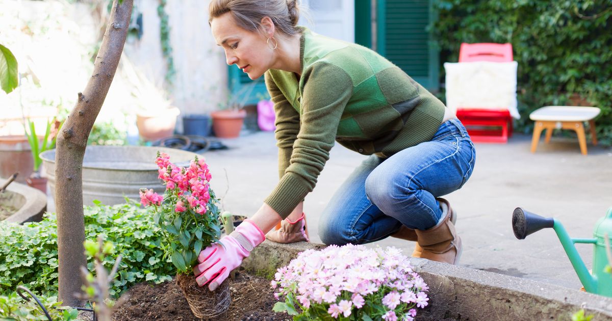 Plants gardener. Женщина в огороде. Садить цветы. Женщина сажает цветы. Огород Сток.