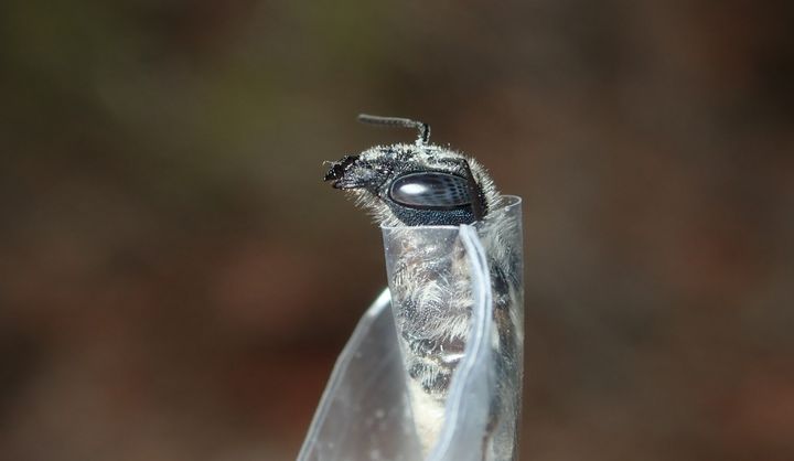 After capturing a bee, researchers place it in a plastic bag with a hole to photograph its head before releasing it. Pollen left in the bag is analyzed to determine which flowers the bee visited.
