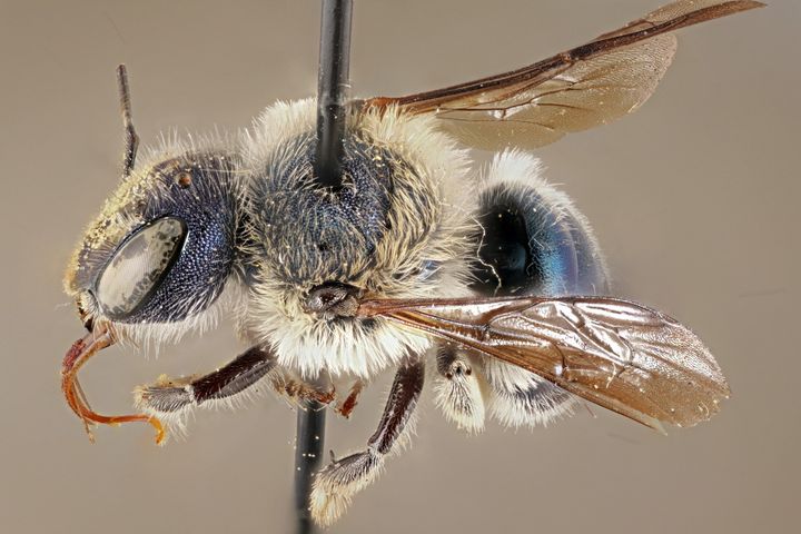 The blue calamintha bee was rediscovered in central Florida in March 2020. Before that, it was last observed in 2016.