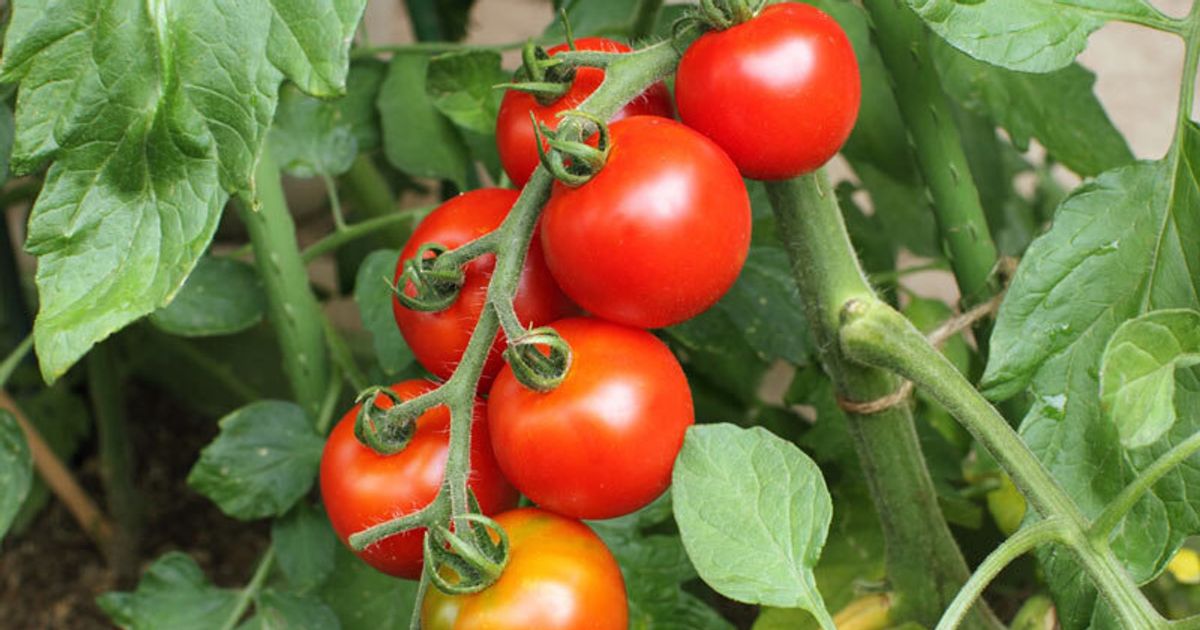 おうち時間で注目が集まるトマト栽培 失敗しないコツを解説 ハフポスト