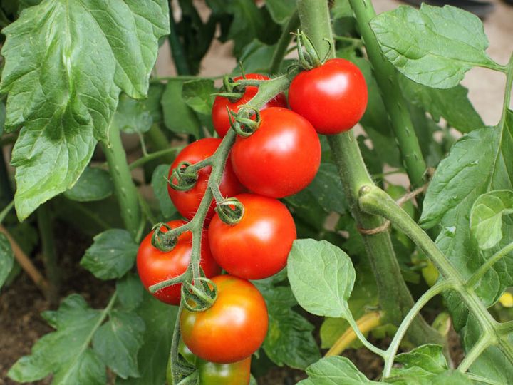 おうち時間で注目が集まるトマト栽培 失敗しないコツを解説 ハフポスト News