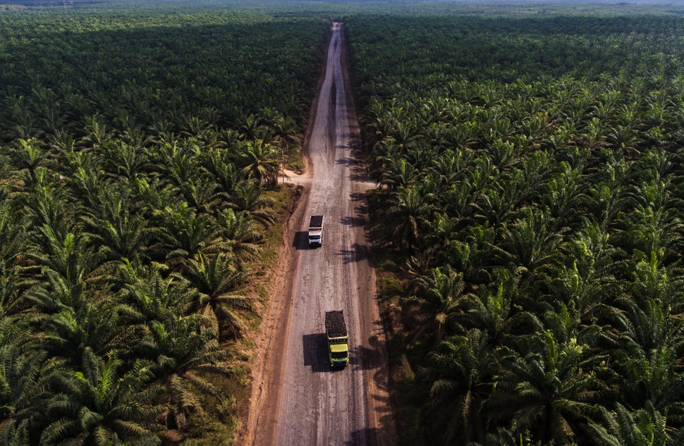 A large palm oil plantation in Indonesia. This incredibly biodiverse country lost about 289,000 acres of forest to palm oil p