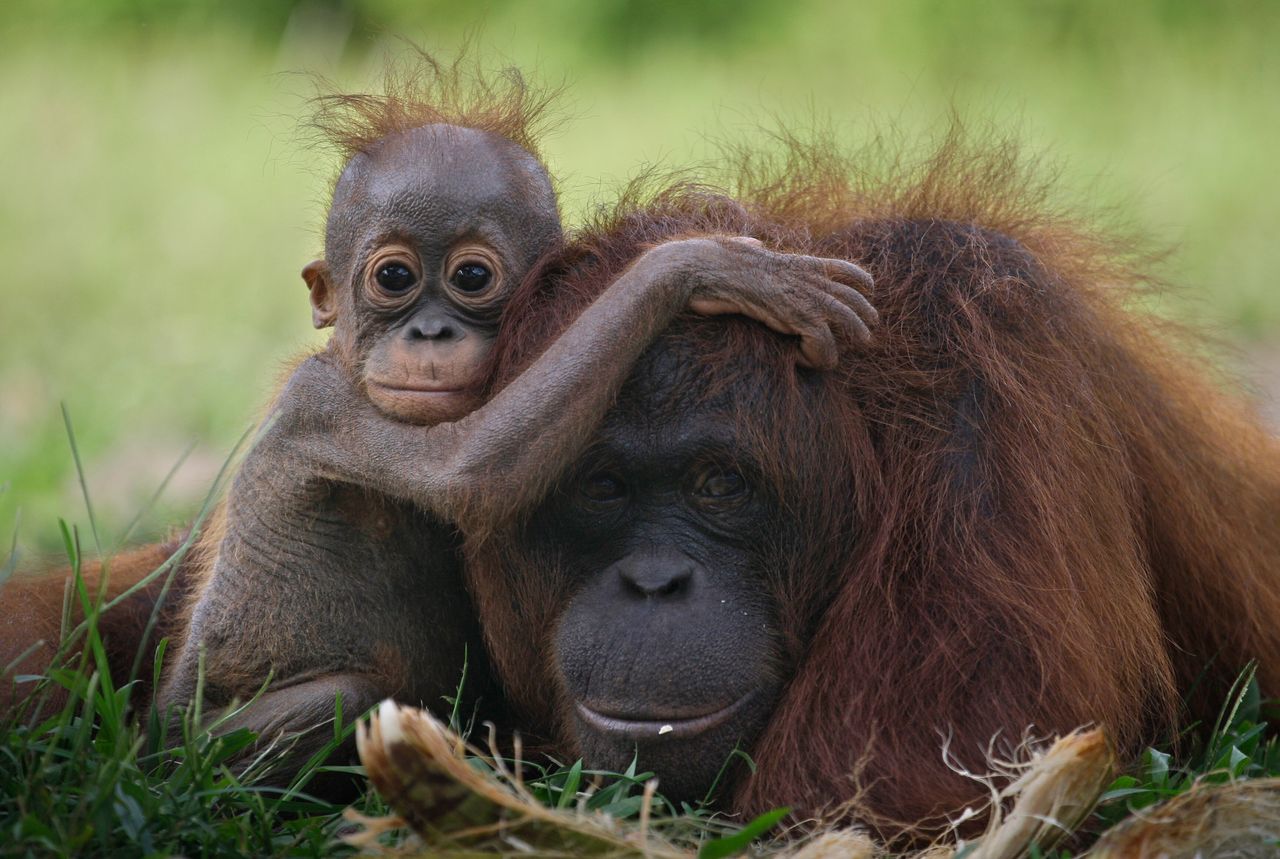 A baby orangutan clings onto its mother in Tanjung Hanau, Central Kalimantan, Indonesia. The rapid expansion of palm oil production in the country destroys the orangutans' habitat.