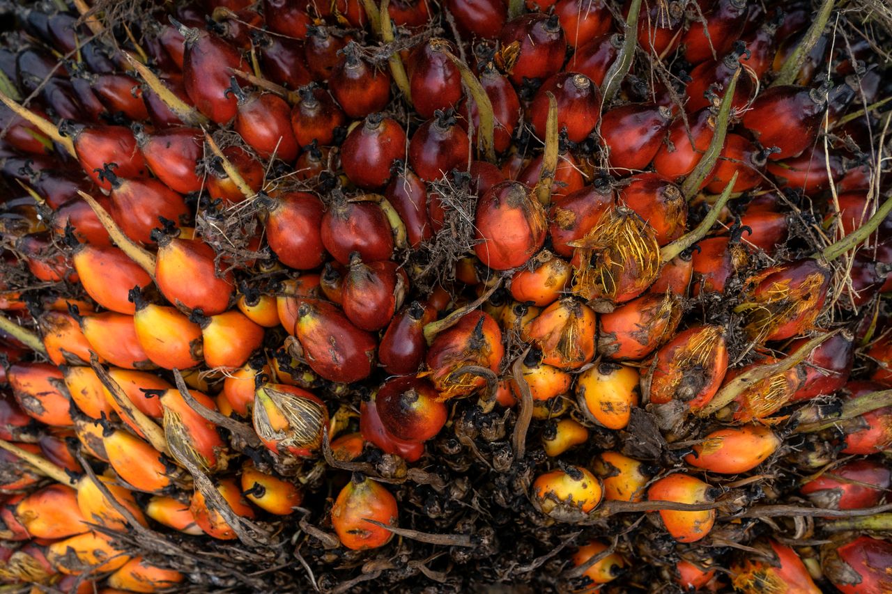 The fruit of the oil palm tree produces an oil that is incredibly versatile and cheap.