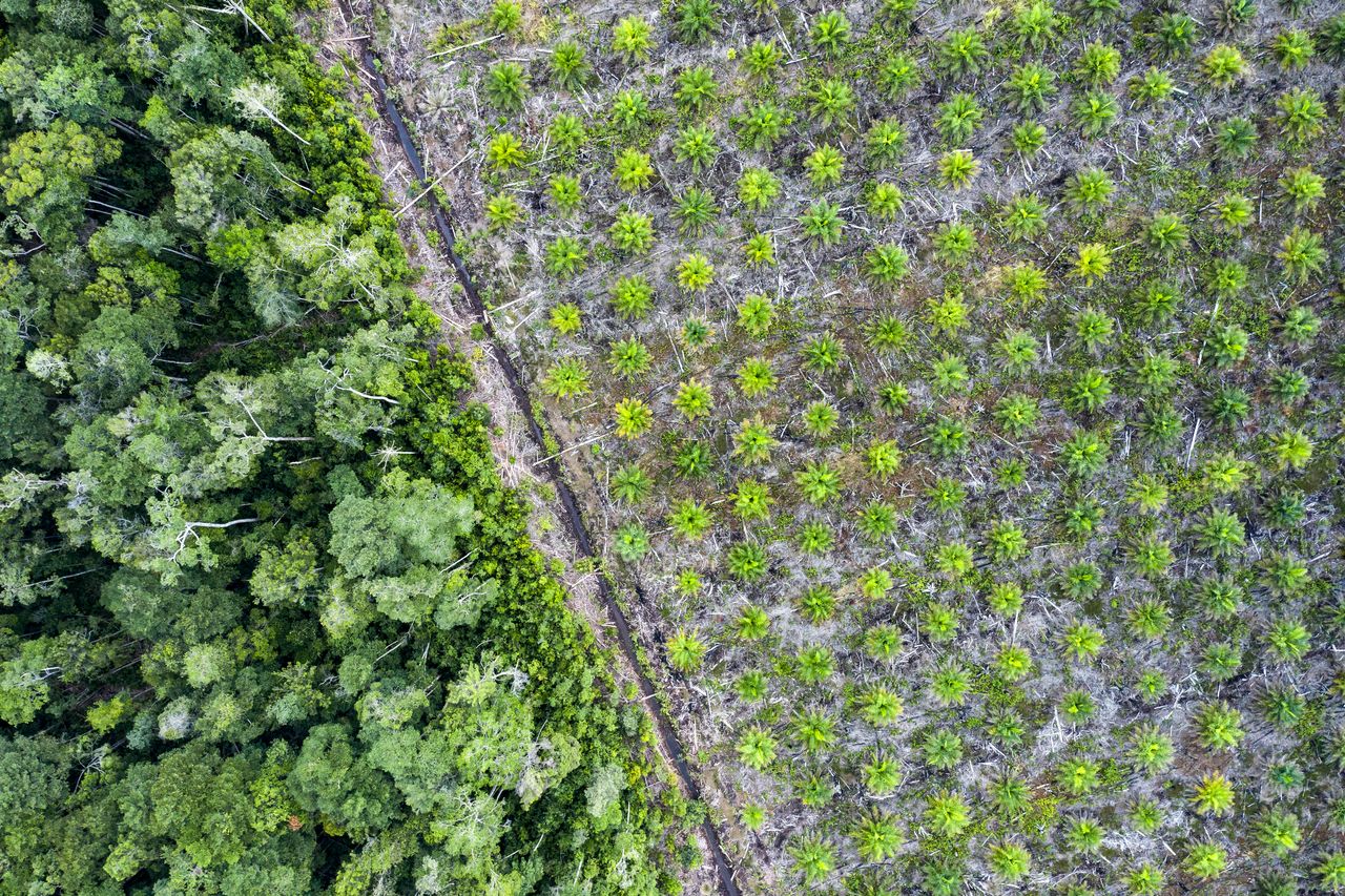Aerial view of a palm oil plantation in the province of Kalimantan, Borneo. The fruit of the oil palm tree produces a cheap, versatile oil used worldwide.