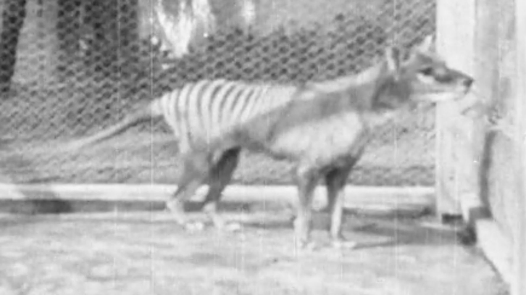 Last Known Footage Of A Tasmanian Tiger Shows What The World Has Lost ...