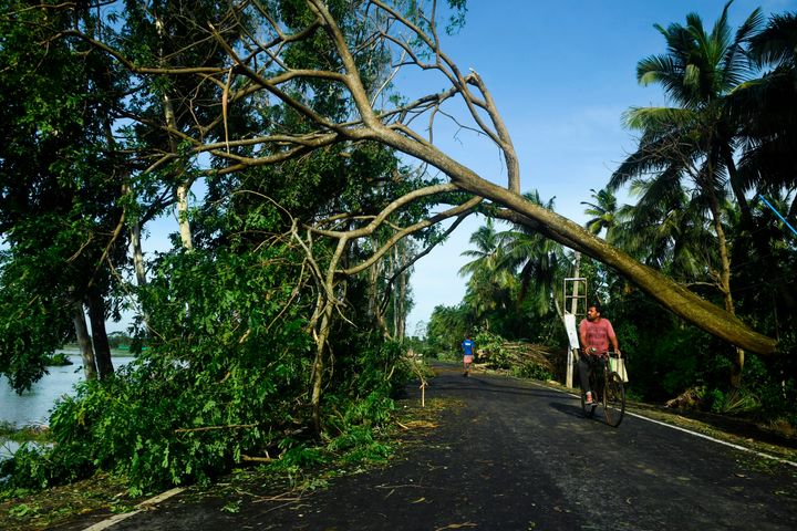 A man rides his bicycle under an uprooted tree after the landfall of cyclone Amphan in Midnapore, West Bengal, on May 21, 2020.