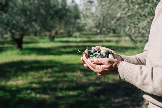 Full hands of olives
