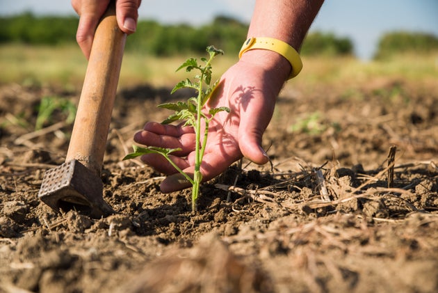 Man's hand touching young tomato plant.