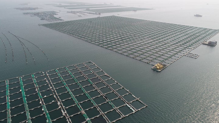 An aquaculture fishery in Qingdao, China.