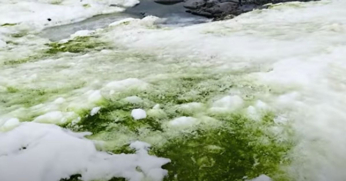 Climate Change Could Mean More Of Antarctica Turning Green With Algae