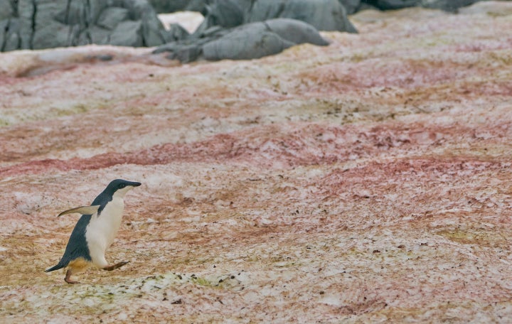 An Adelie penguin amid red algae on the Antarctic Peninsula