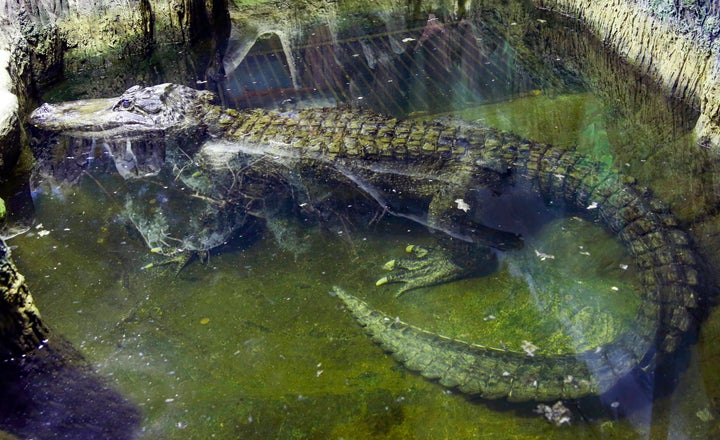 A 2019 file photo of Saturn swimming at the Moscow Zoo. 