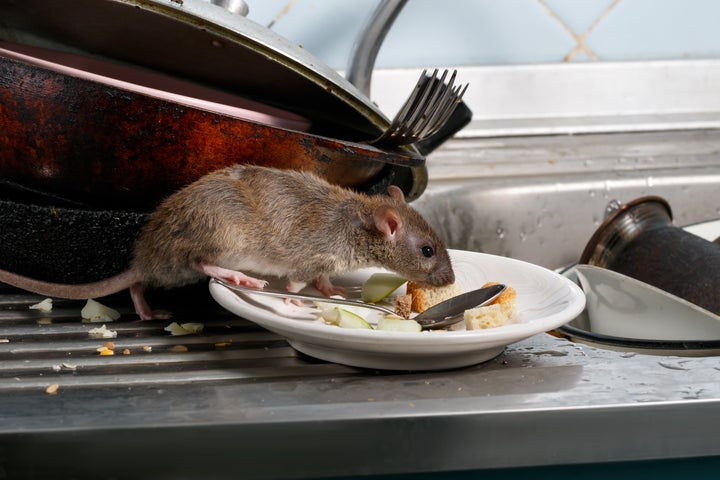 CDC Warns Of 'Aggressive Rodent Behavior' As Lockdown Eases | HuffPost ...