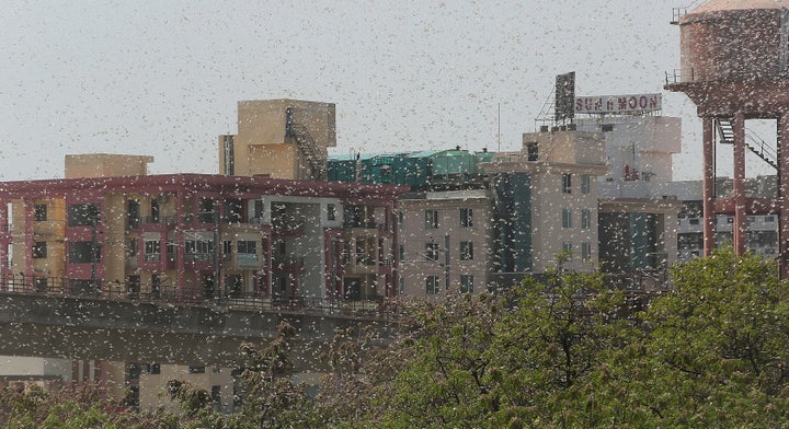 インドで発生したバッタの大群(5月25日撮影)