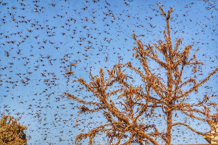 Swarms of locust in the residential areas of Jaipur on Monday, May 25, 2020.