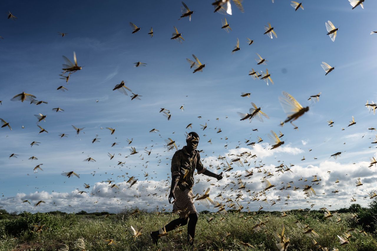 Η επέλαση των ακρίδων στην Κένυα (21 Μαϊου)