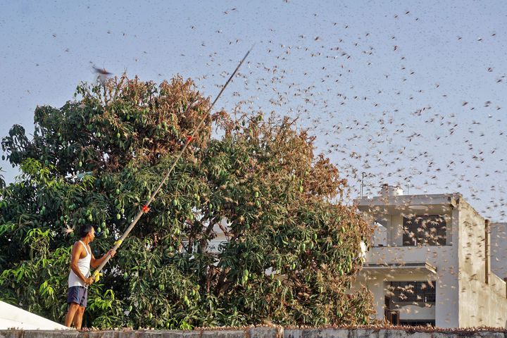 A resident tries to fend off swarms of locusts from a mango tree in a residential area of Jaipur on 25 May, 2020. 