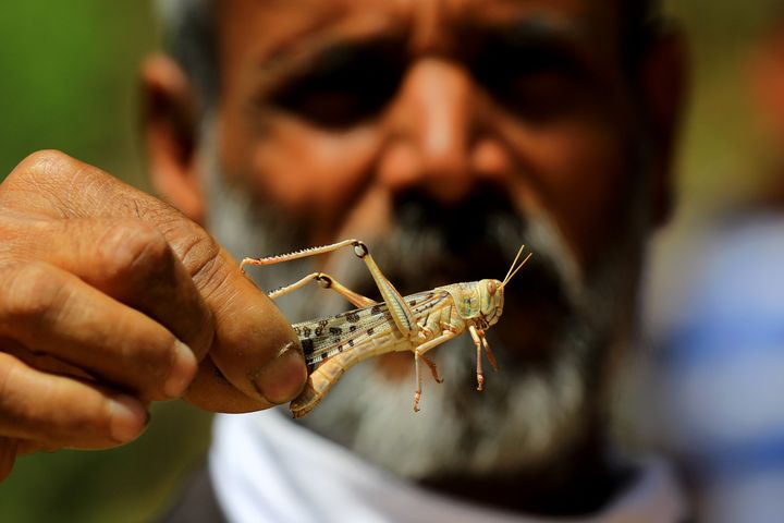A man holds a locust after swarms of the insect attacked the residential areas of Jaipur on May 25, 2020.