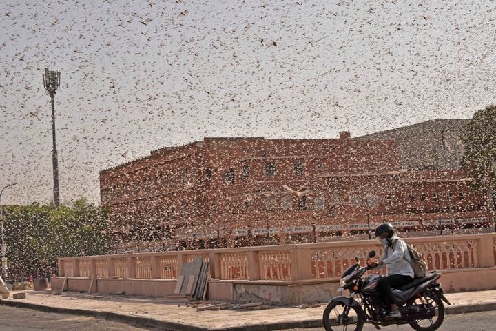 Swarms of locust attack in Jaipur on May 25, 2020. Locusts have affected18 districts of Rajasthan. 