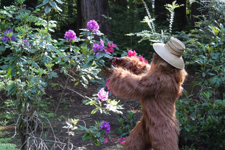 Bigfoot trims flower bushes around a home with a list price near $1 million.