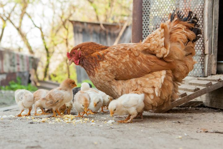 It takes about 50 pounds of feed to grow a chick to its egg-laying state.
