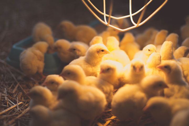 Chicks need four to six weeks to bask in the glow of warm light while they acclimate to the temperature of the outside world.