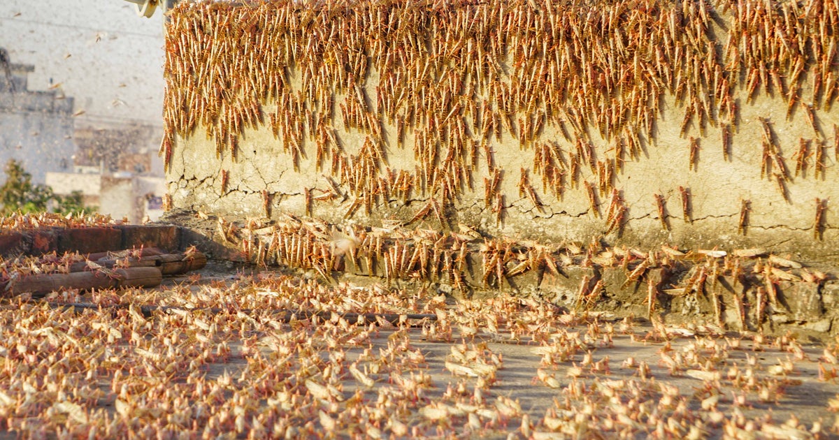 Indian Locust After Rajasthan, Are Locusts Heading To Delhi? Here's What We Know ...