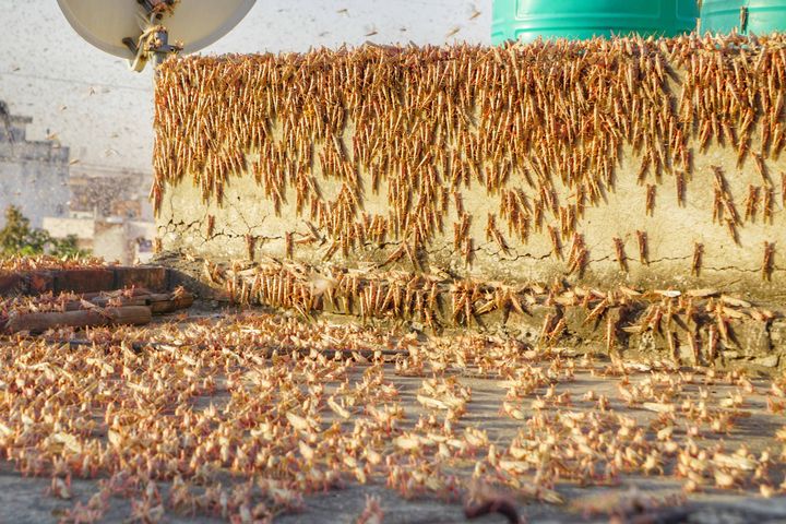 Swarms of locust attack in the residential areas of Jaipur on May 25, 2020.