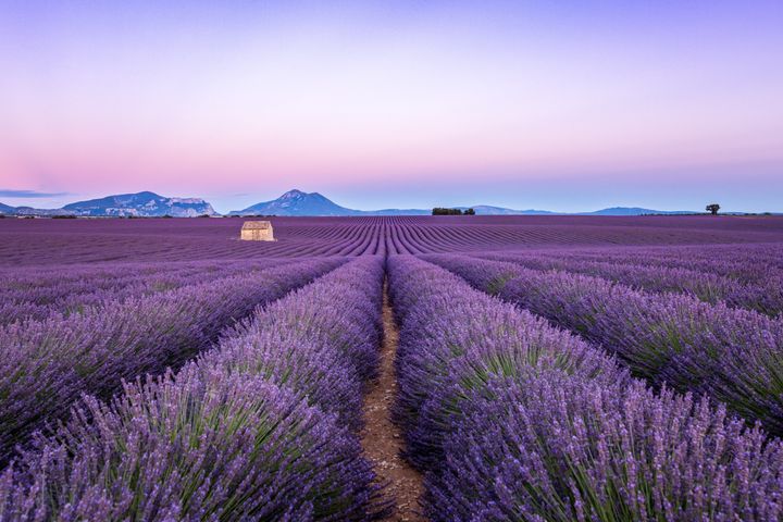 Lavender Felds, Valensole, Provence, Southern France