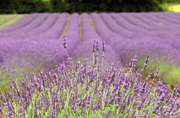 Norfolk Lavender Fields, Heacham, England