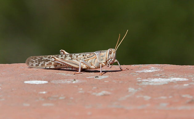 A closeup of a locust spotted around apartments on May 25, 2020 in
