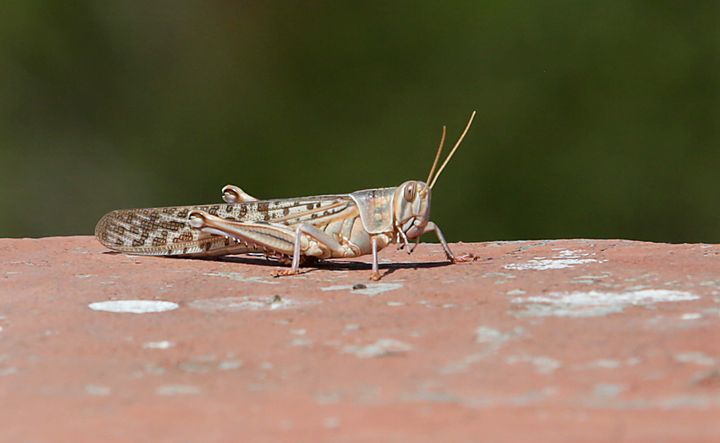 A closeup of a locust spotted around apartments on May 25, 2020 in Jaipur