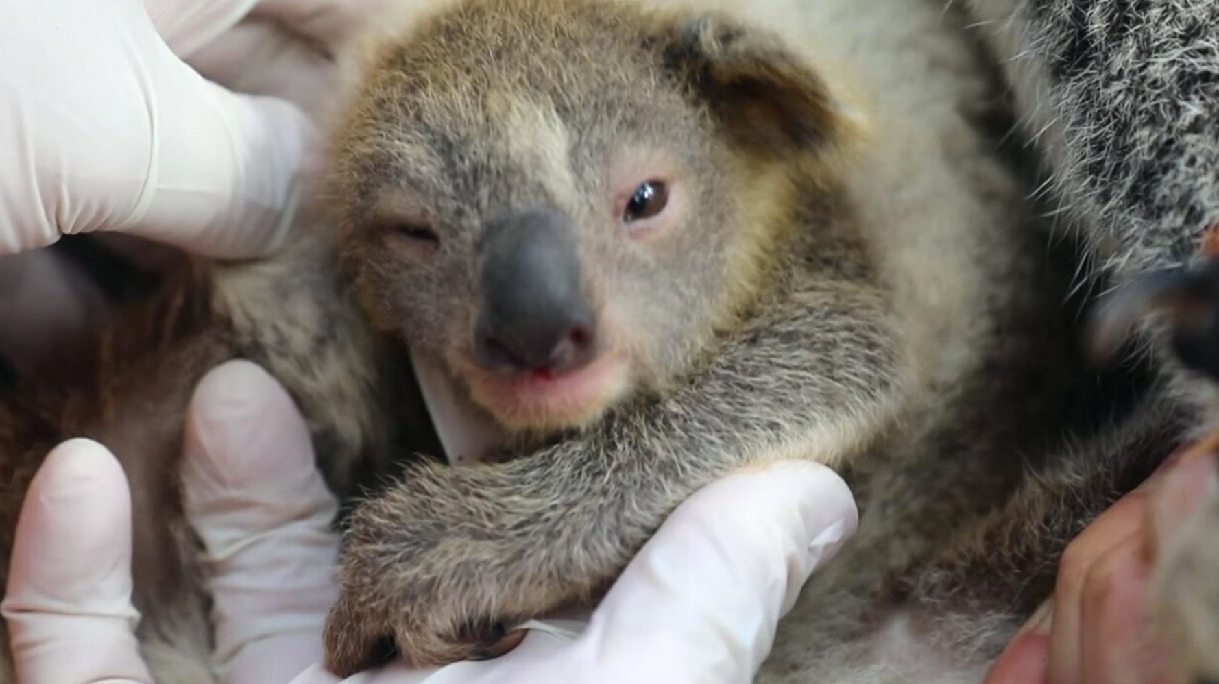 コアラの赤ちゃん誕生 森林火災の被害を受けた動物たちの 希望の証しに 動画 ハフポスト コアラの赤ちゃん誕生 森林火災の被害を受けた動物たちの 希望の証しに 動画 ハフポスト