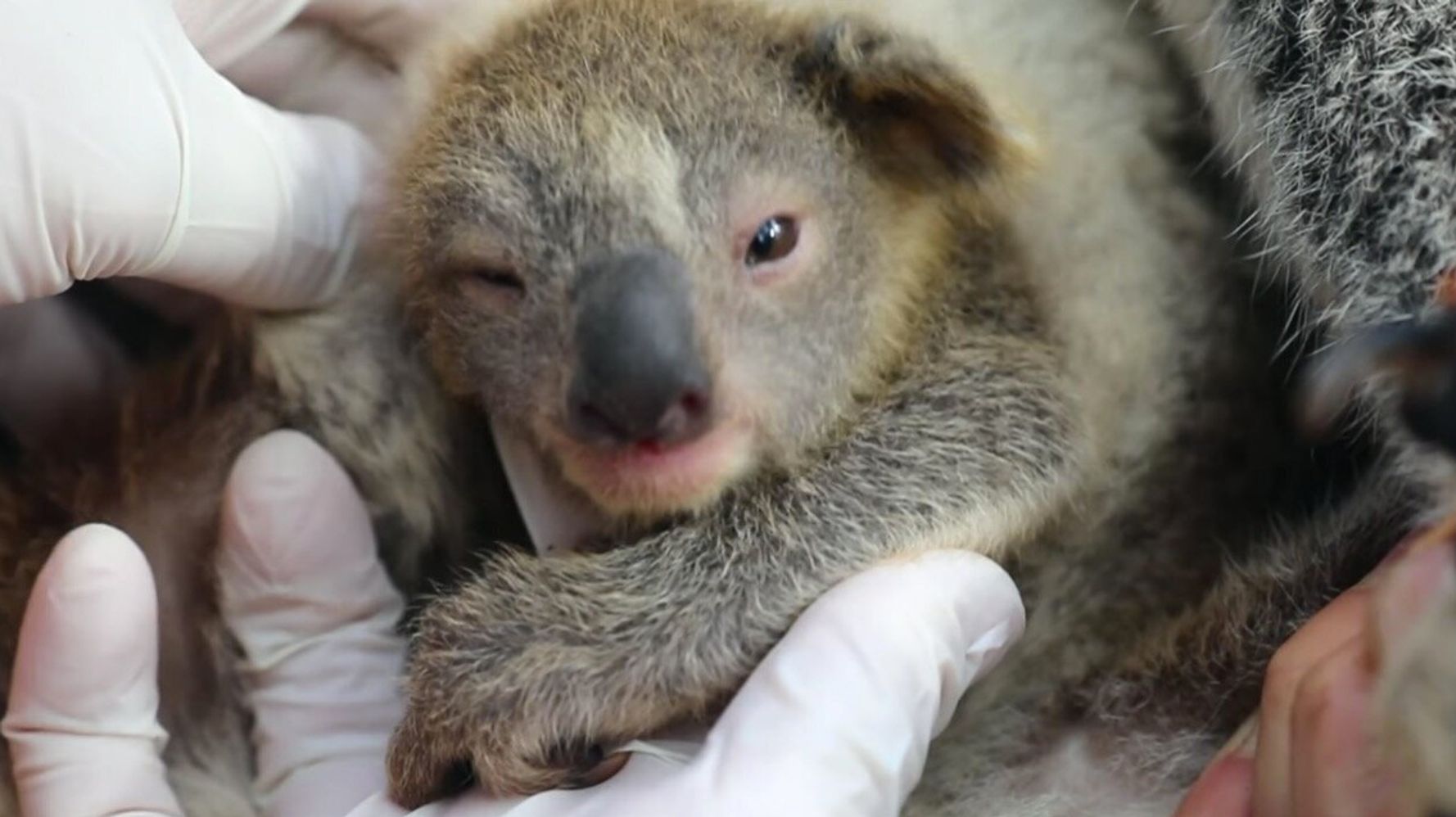 コアラの赤ちゃん誕生 森林火災の被害を受けた動物たちの 希望の証しに 動画 ハフポスト