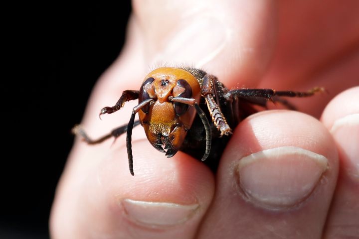 An entomologist displays a dead Asian giant hornet, a sample sent from Japan and brought in for research, on May 7, 2020, in Blaine, Washington.
