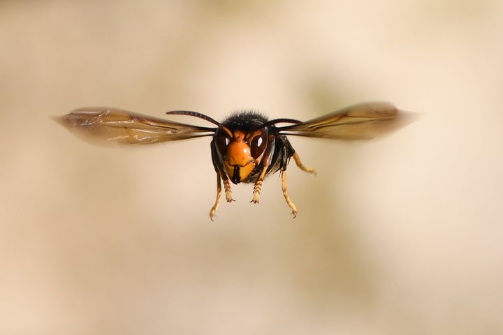 Good news: This guy isn't likely to disrupt the American food supply chain.