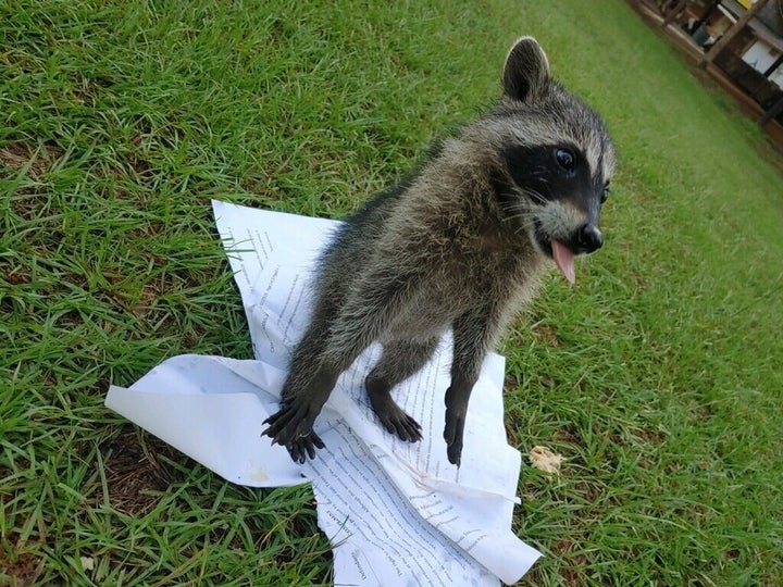 Mark Lee Dickson posted a photo of a baby raccoon playing with an ACLU lawsuit against seven towns in Texas.