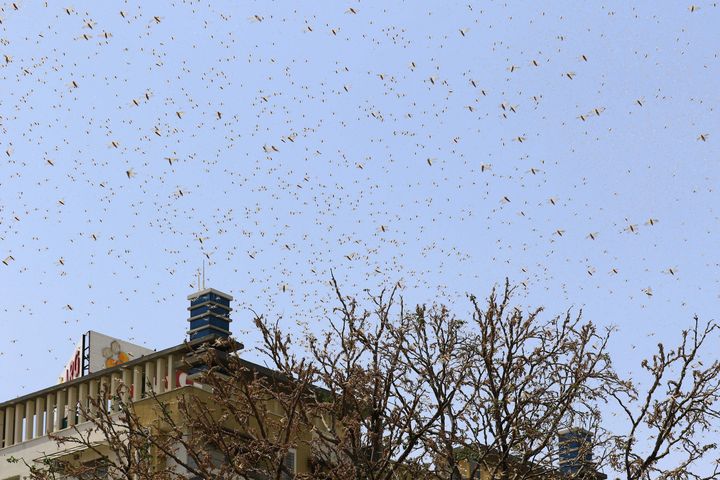 Swarms of locusts in the residential areas of Jaipur, Rajasthan on May 25, 2020.